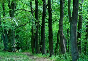 En forêt