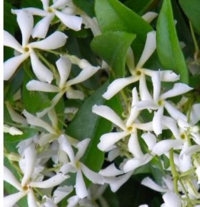 Fleurs de jasmin