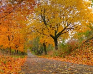 Journée d'automne