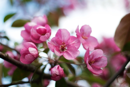 Le renouveau du printemps